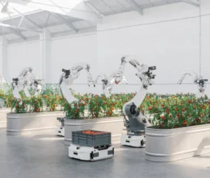 Robots harvesting vegetables in automated modern greenhouse